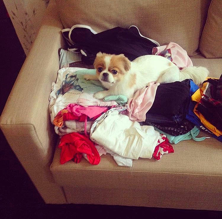 Aiko joined the competition — help win amazing prizes! canidae, carnivore, companion_dog, couch, dog, dog_breed, dog_clothes, dress, ear, french_bulldog, furniture, love, puppy, puppy_love, t_shirt, toy_dog