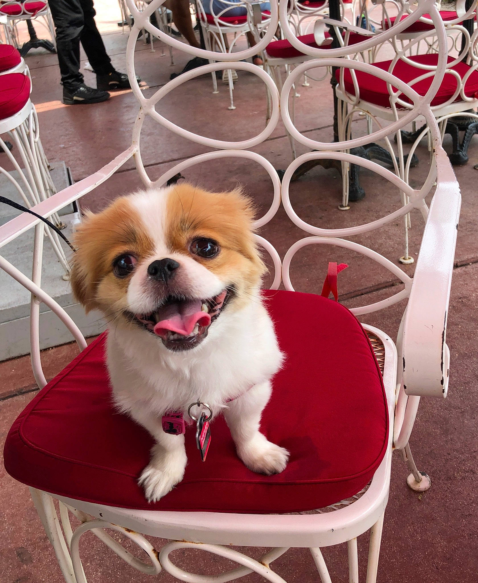 Aiko is registered to the contest to win money with this photo: ancient_dog_breeds, canidae, carnivore, companion_dog, conformation_show, dog, dog_breed, fawn, japanese_chin, mammal, puppy, puppy_love, snapshot, snout, sporting_group, tibetan_spaniel, toy_dog