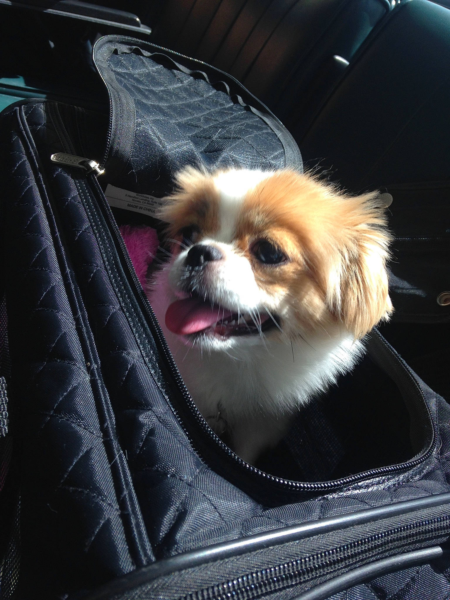 Aiko is registered to the contest to win money with this photo: canidae, car, car_seat, carnivore, cavalier_king_charles_spaniel, companion_dog, dog, dog_breed, fur, japanese_chin, mammal, pekingese, phalene, puppy, snout, sporting_group, tibetan_spaniel, toy_dog, vehicle, whiskers