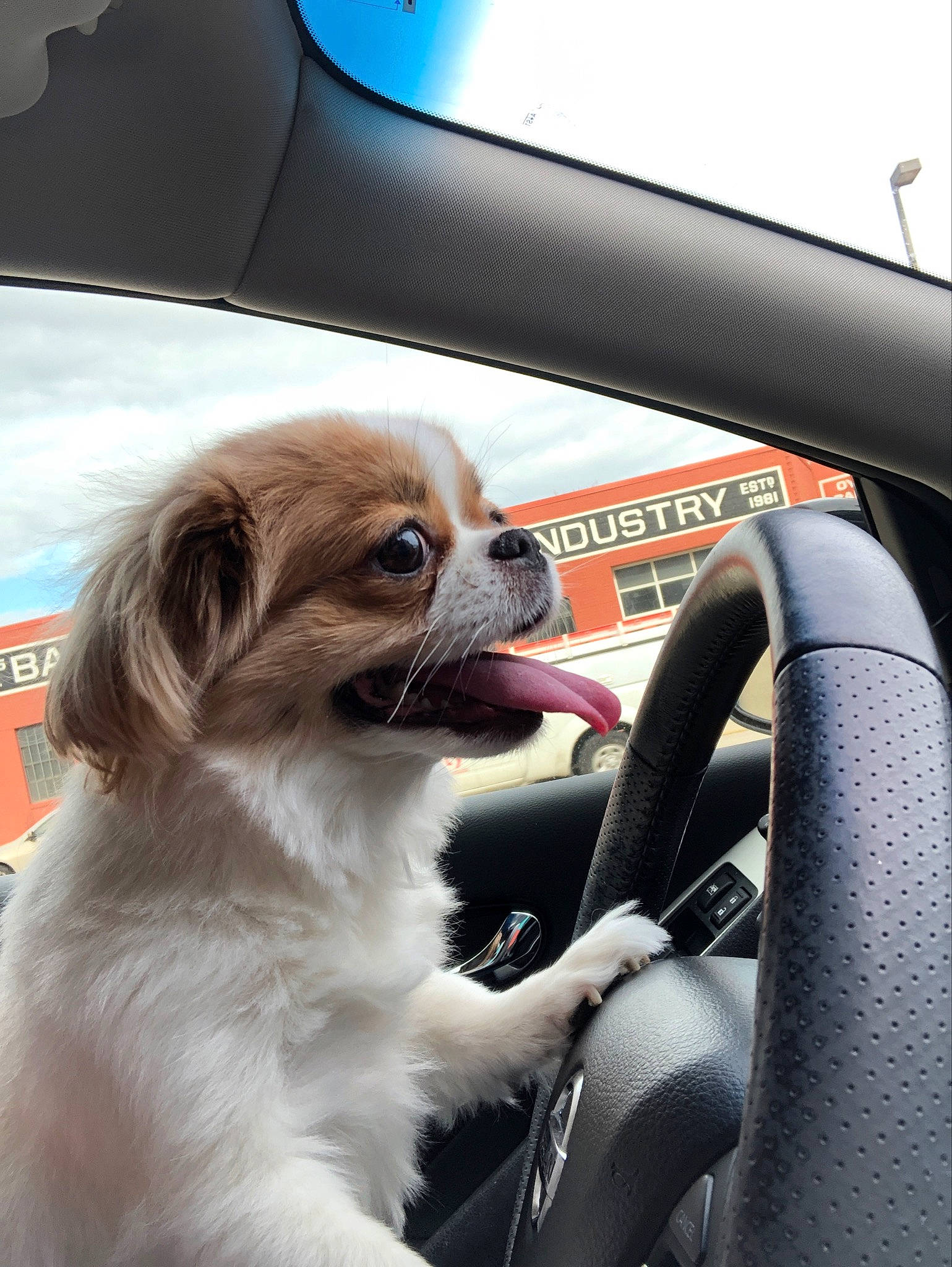 Aiko is registered to the contest to win money with this photo: auto_part, automotive_window_part, canidae, car, car_seat, carnivore, companion_dog, dog, dog_breed, driving, fawn, pekingese, puppy, snout, sporting_group, tibetan_spaniel, toy_dog, vehicle, vehicle_door