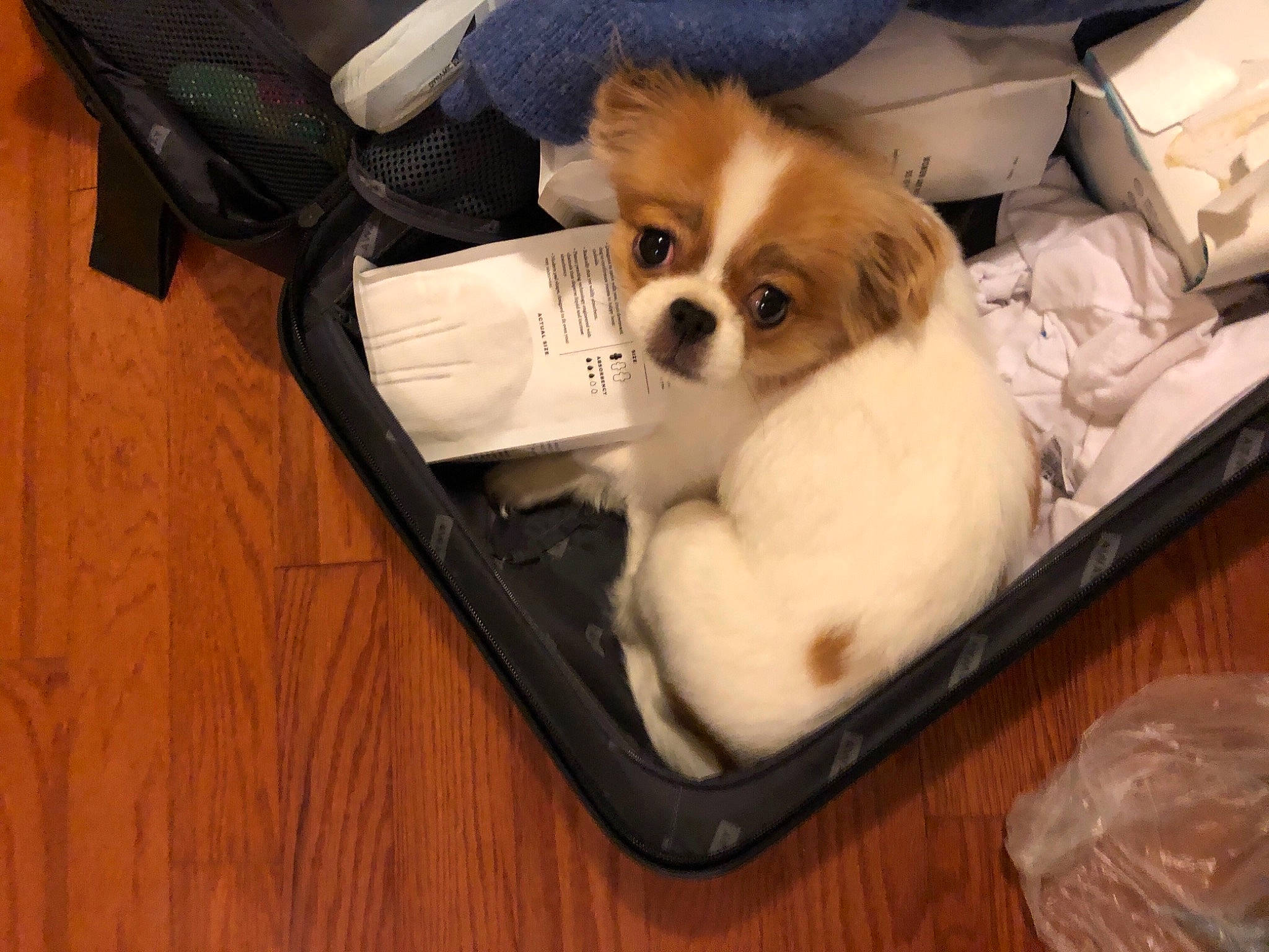 Aiko joined the competition — help win amazing prizes! canidae, carnivore, cavalier_king_charles_spaniel, chinese_imperial_dog, companion_dog, dog, dog_breed, japanese_chin, king_charles_spaniel, mammal, pekingese, phalene, puppy, puppy_love, shih_tzu, snout, sporting_group, tibetan_spaniel, toy_dog, vertebrate