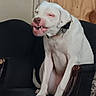 dog, white_dog, pet, animal, sitting, armchair, chair, indoors, home, wooden_background, collar, open_mouth, visible_teeth, funny_expression, goofy, portrait, front_view, short_hair, black_furniture, cozy