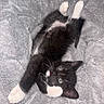kitten, cat, black_and_white, blue_eyes, paw, fur, whiskers, blanket, cozy, cute, pet, animal, young, stretching, relaxed, indoor, soft_texture, adorable, lying_down, feline
