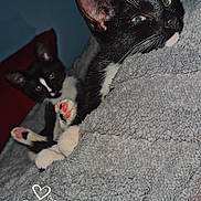 Sweet Pea is registered to the contest to win money with this photo: cat, tuxedo_cat, pets, animal, feline, paw_pads, blanket, cozy, indoor, relaxed, cute, fur, whiskers, ears, pink_paws, resting, two_cats, soft_texture, red_cushion, blue_wall