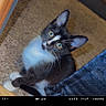 Sweet Pea is registered to the contest to win money with this photo: kitten, cat, black_and_white, fur, blue_eyes, carpet, floor, whiskers, ears, pet, animal, cute, domestic, indoor, portrait, feline, young, curious, looking_up, vintage_frame