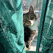 Stella joined the competition — help win amazing prizes! cat, tabby, curtains, window, sunlight, indoor, green_eyes, fur, pet, animal, cozy, patterned, teal, curious, whiskers, face, looking, daylight, soft_light, closeup