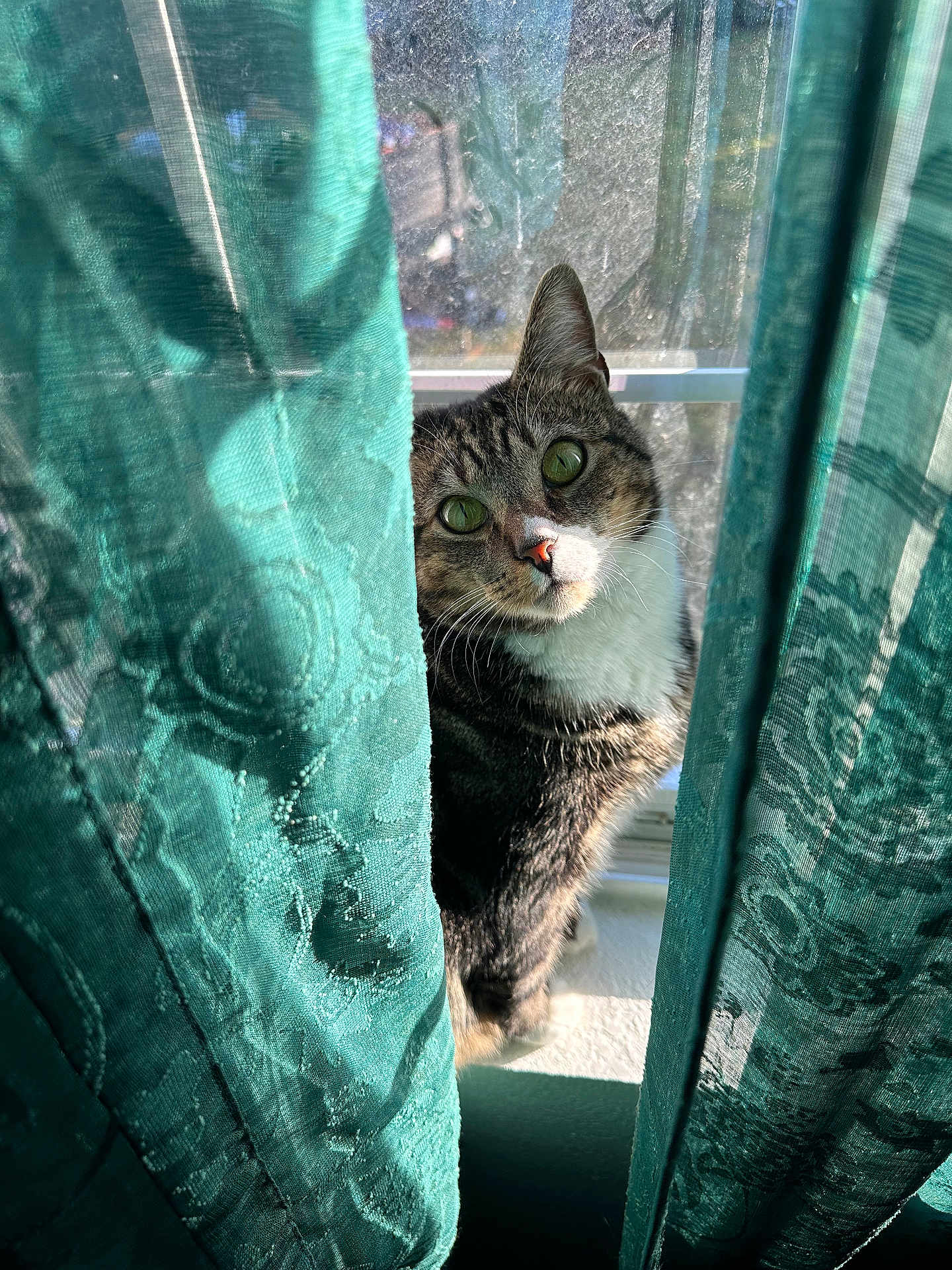 Stella joined the competition — help win amazing prizes! cat, tabby, curtains, window, sunlight, indoor, green_eyes, fur, pet, animal, cozy, patterned, teal, curious, whiskers, face, looking, daylight, soft_light, closeup