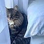 cat, tabby, fluffy, green_eyes, curtains, pillow, bed, indoor, cozy, resting, feline, pet, domestic_animal, fur, whiskers, sleep_area, window_light, soft_light, relaxed, closeup