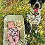 baby, infant, outdoor, grass, dog, pet, animal, blanket, nature, sunlight, shadow, butterfly_print, cute, young_child, collar, tag, summer, relaxing, greenery, playful
