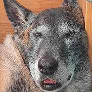 Falco participe au concours pour gagner de l'argent avec cette photo : animal, brown, canine, close_up, cozy, dog, ears, expression, face, fur, gray, indoor, mouth, pet, portrait, relaxed, resting, sleeping, tongue, wood