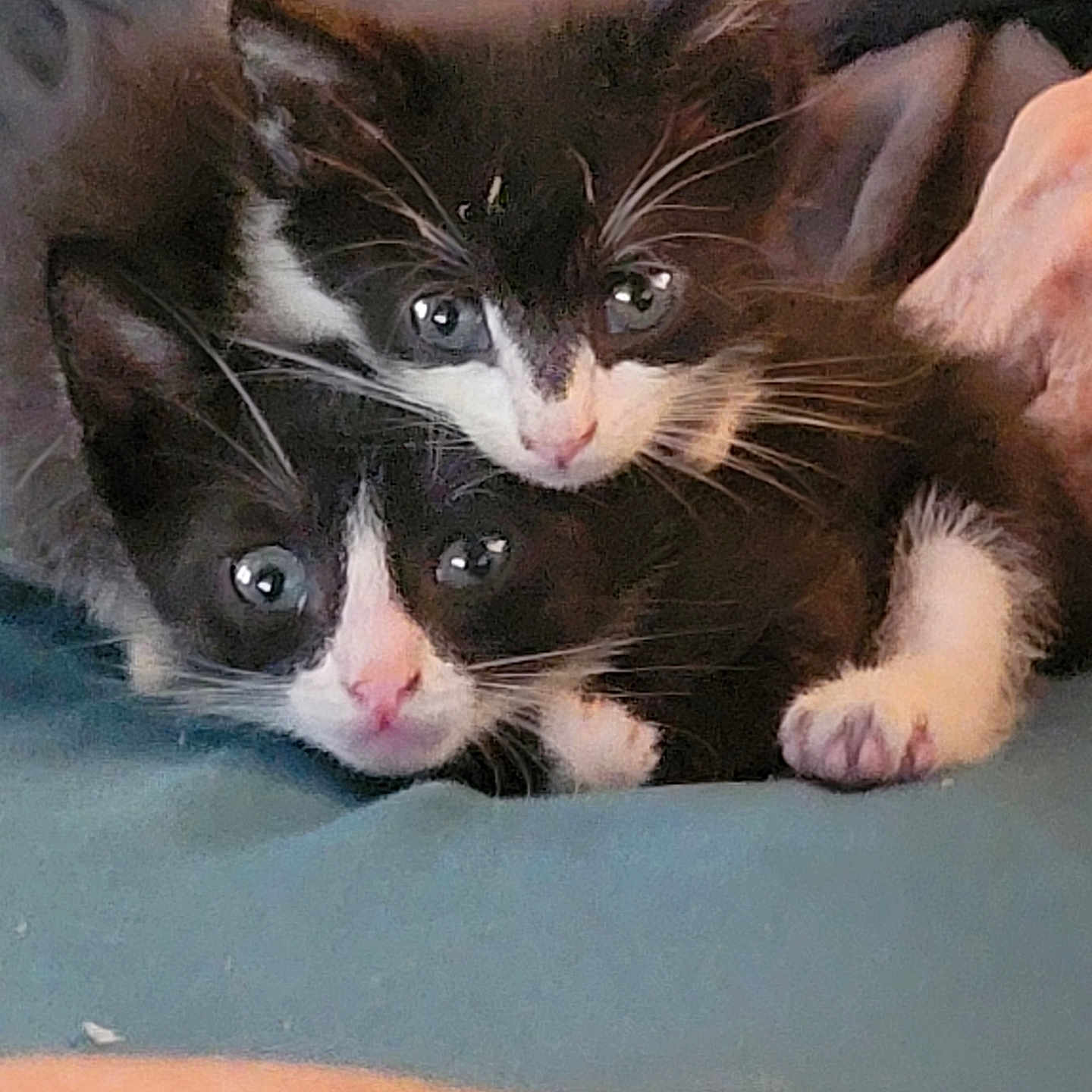Skittles And Deli is registered to the contest to win money with this photo: adorable, animal, black_and_white, cat, close_up, companions, cuddle, cute, eyes, feline, fur, indoor, kitten, pet, resting, snuggling, soft_surface, two_animals, whiskers, young