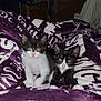Skittles And Deli joined the competition — help win amazing prizes! kitten, cat, animal, pet, tuxedo_cat, black_and_white, blanket, indoor, cute, fur, whiskers, face, eyes, ears, paws, resting, young, cozy, soft, feline