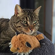 Marvel a rejoint le concours — aidez-le/la à gagner de superbes lots ! tabby_cat, cat, pet, animal, feline, stuffed_toy, plush, bed, gray_bed, indoor, close_up, portrait, whiskers, ears, toy_lion, cozy, fur, looking, relaxed, companion
