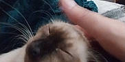 Little Bob is registered to the contest to win money with this photo: adult, animal, blanket, bodypart, canine, cat, chair, couch, dog, female, finger, furniture, kitten, manx, person, pet, rabbit, siamese, sleeping, woman