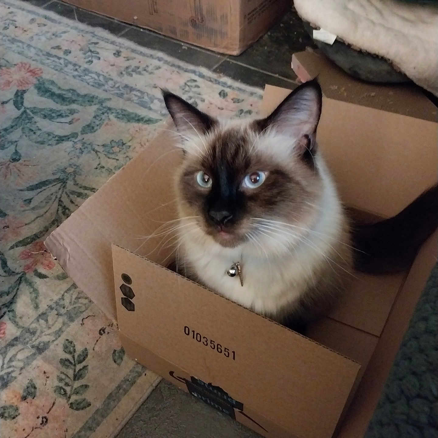 Little Bob is registered to the contest to win money with this photo: animal, bell, blanket, blue_eyes, box, cardboard, cat, collar, cozy, curious, curled_tail, domestic, feline, fur, home, indoor, looking_up, pet, rug, whiskers