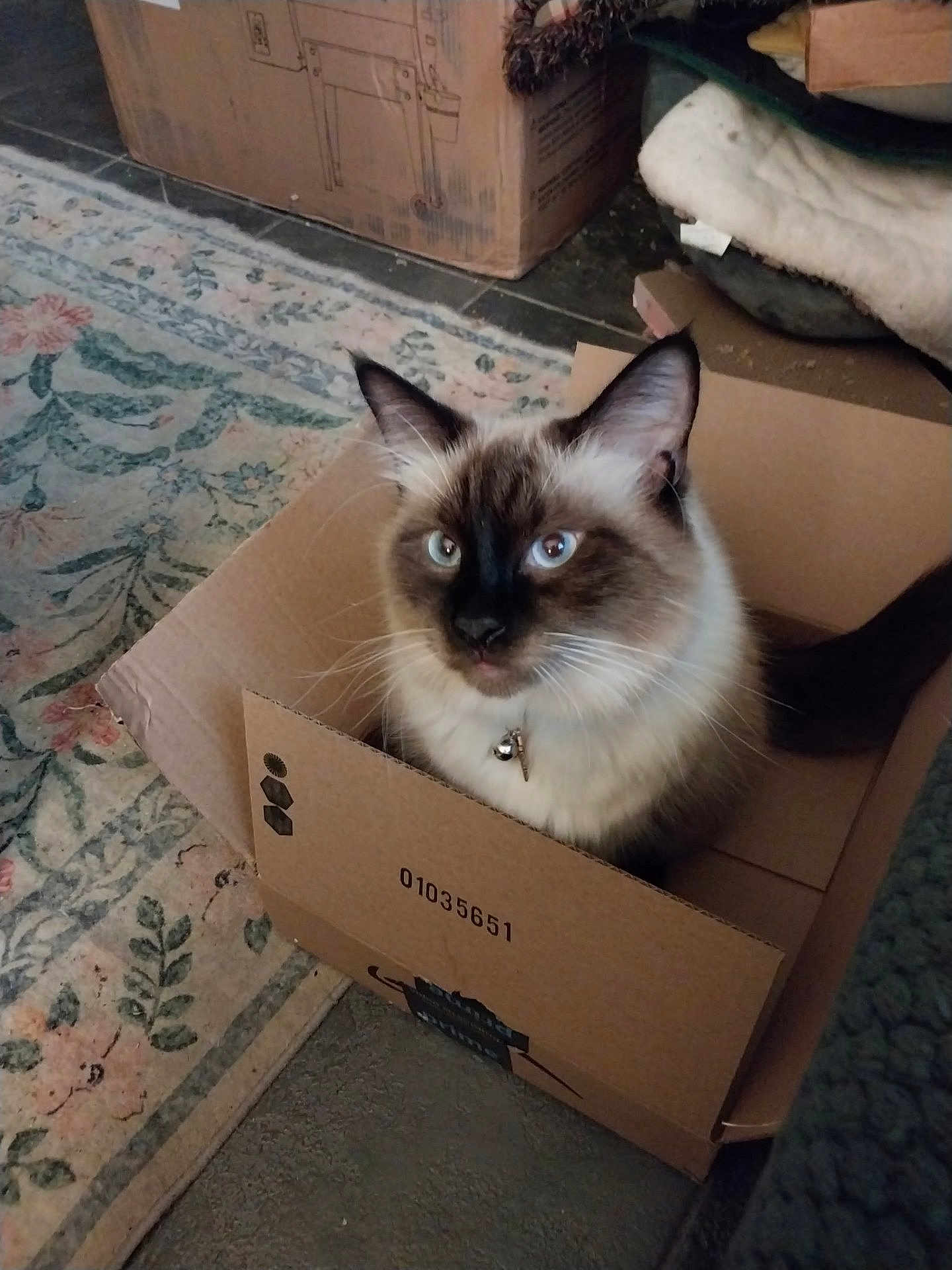 Little Bob is registered to the contest to win money with this photo: animal, bell, blanket, blue_eyes, box, cardboard, cat, collar, cozy, curious, curled_tail, domestic, feline, fur, home, indoor, looking_up, pet, rug, whiskers