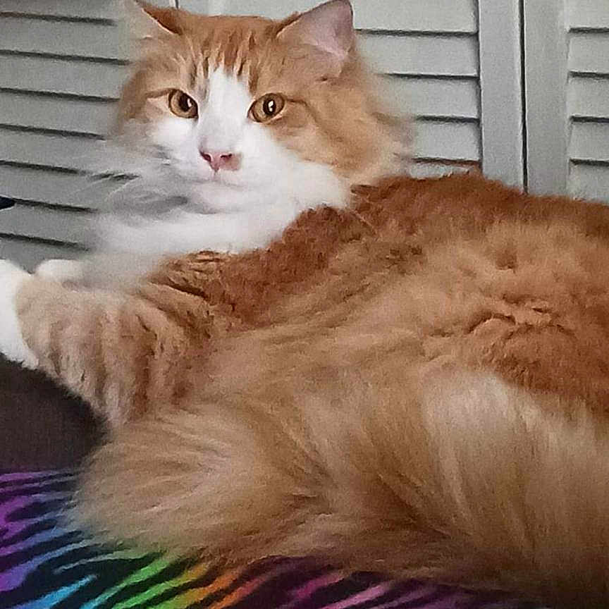 Peaches