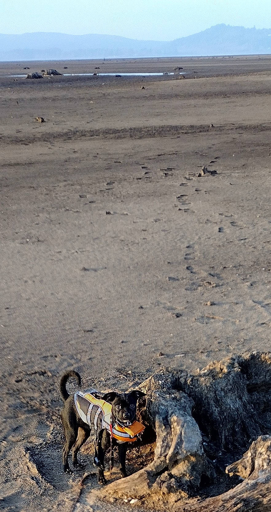 Monkey joined the competition — help win amazing prizes! asphalt, beach, body_of_water, carnivore, dog, ecoregion, grass, horizon, landscape, natural_environment, ocean, pollution, sand, shore, sky, soil, terrestrial_animal, water, wind_wave, wood