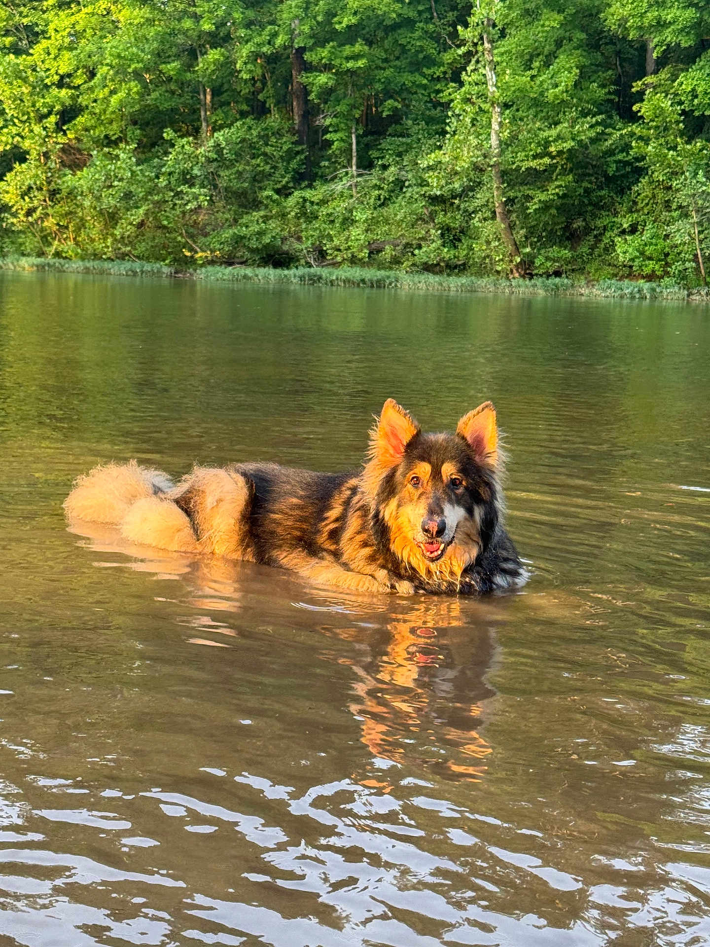 Scout is registered to the contest to win money with this photo: dog, water, river, forest, outdoor, animal, nature, sunlight, reflection, happy, fur, ears, canine, landscape, trees, calm, wet, summer, playful, recreation