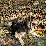 Scout joined the competition — help win amazing prizes! dog, animal, water, creek, rocks, leaves, autumn, nature, outdoor, fur, tongue, canine, forest, sunlight, relaxing, pet, mammal, shallow_water, scenery, wildlife