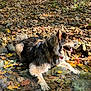 dog, animal, water, creek, rocks, leaves, autumn, nature, outdoor, fur, tongue, canine, forest, sunlight, relaxing, pet, mammal, shallow_water, scenery, wildlife