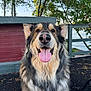 dog, tongue, outdoor, tree, wood, fence, pet, canine, happy, fur, animal, nature, smile, tongue_out, background, sunlight, muzzle, ears, closeup, sitting