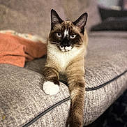 Ozzy joined the competition — help win amazing prizes! animal, cat, couch, cozy, domestic_animal, ears, eyes, feline, fur, furniture, home, indoor, mammal, paw, pet, portrait, relaxed, resting, siamese_cat, whiskers