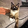 animal, cat, couch, cozy, domestic_animal, ears, eyes, feline, fur, furniture, home, indoor, mammal, paw, pet, portrait, relaxed, resting, siamese_cat, whiskers