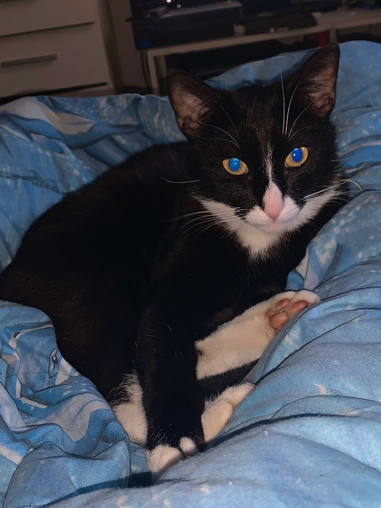 Chaussette a rejoint le concours — aidez-le/la à gagner de superbes lots ! black_cat, box, carnivore, cat, comfort, domestic_short_haired_cat, electric_blue, eye, felidae, fur, grey, head, human_leg, iris, lap, paw, small_to_medium_sized_cats, snout, tail, whiskers