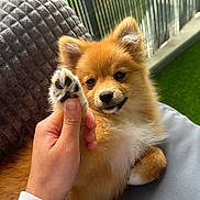 Noisette participe au concours pour gagner de l'argent avec cette photo : accessories, animal, bodypart, canine, chihuahua, cockerspaniel, couch, dog, eskimodog, finger, furniture, goldenretriever, hand, indoors, interiordesign, papillon, person, pet, puppy, strap