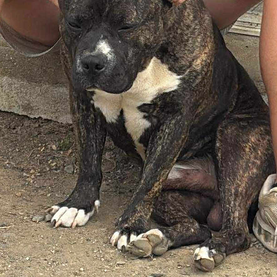 Al Capone participe au concours pour gagner de l'argent avec cette photo : affection, brindle, calm, canine, casual_clothing, closeup, companionship, daylight, dog, ears, gravel, green_tshirt, hands, legs, outdoor, person, pet, shorts, sitting, white_chest