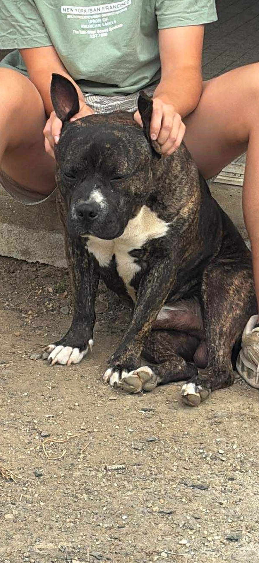 Al Capone participe au concours pour gagner de l'argent avec cette photo : dog, brindle, white_chest, sitting, person, shorts, green_tshirt, hands, ears, gravel, outdoor, pet, canine, calm, affection, legs, casual_clothing, daylight, closeup, companionship