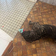 Al Capone a rejoint le concours — aidez-le/la à gagner de superbes lots ! dog, brindle, toy, stuffed_toy, floor, tile_floor, doorway, indoor, playful, pet, animal, brown, black, patterned_floor, corner, wall, house, domestic, resting, laying_down