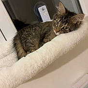 Zaya a rejoint le concours — aidez-le/la à gagner de superbes lots ! cat, kitten, window, cat_bed, plush, fur, whiskers, ears, eyes, indoor, cozy, pet, resting, looking, home, radiator, cushion, nighttime, alert, relaxed