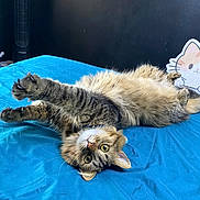 Simba joined the competition — help win amazing prizes! bed, blue_bedspread, cartoon, cat, claws, cozy, curious_eyes, cute, feline, fluffy, fur, indoor, pet, pillow, playful, relaxed, stretching, tabby, upside_down, whiskers