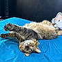bed, blue_bedspread, cartoon, cat, claws, cozy, curious_eyes, cute, feline, fluffy, fur, indoor, pet, pillow, playful, relaxed, stretching, tabby, upside_down, whiskers