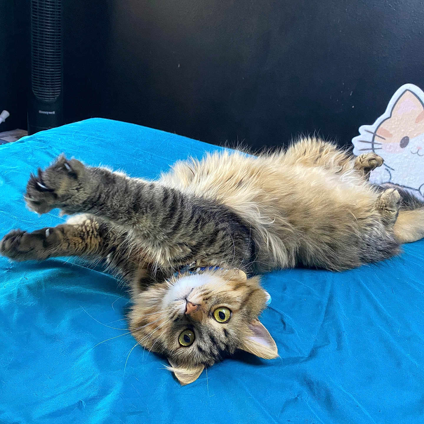 Simba joined the competition — help win amazing prizes! bed, blue_bedspread, cartoon, cat, claws, cozy, curious_eyes, cute, feline, fluffy, fur, indoor, pet, pillow, playful, relaxed, stretching, tabby, upside_down, whiskers