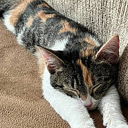 Pumpkin is registered to the contest to win money with this photo: cat, calico_cat, sleeping, resting, paw, fur, indoor, cozy, couch, brown, white, orange, black, pet, animal, relaxation, closeup, texture, quiet, peaceful