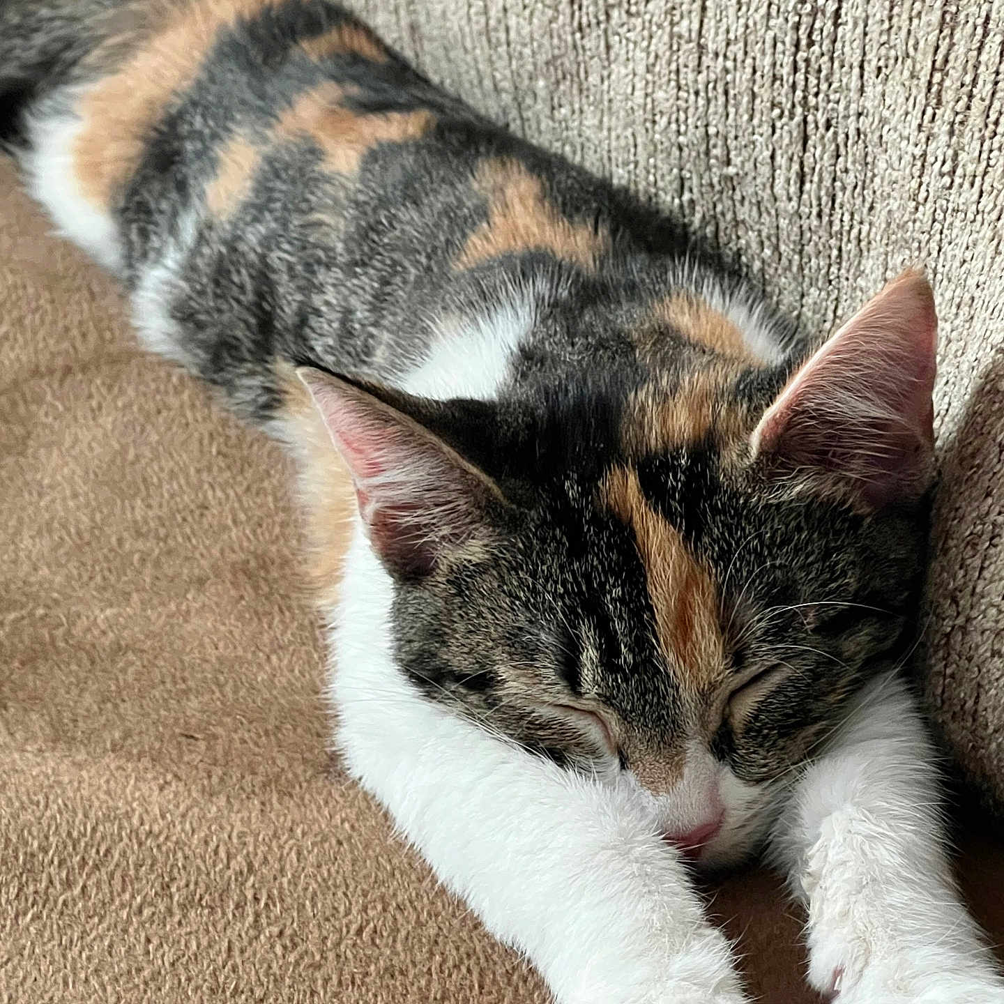 Pumpkin is registered to the contest to win money with this photo: animal, black, brown, calico_cat, cat, closeup, couch, cozy, fur, indoor, orange, paw, peaceful, pet, quiet, relaxation, resting, sleeping, texture, white