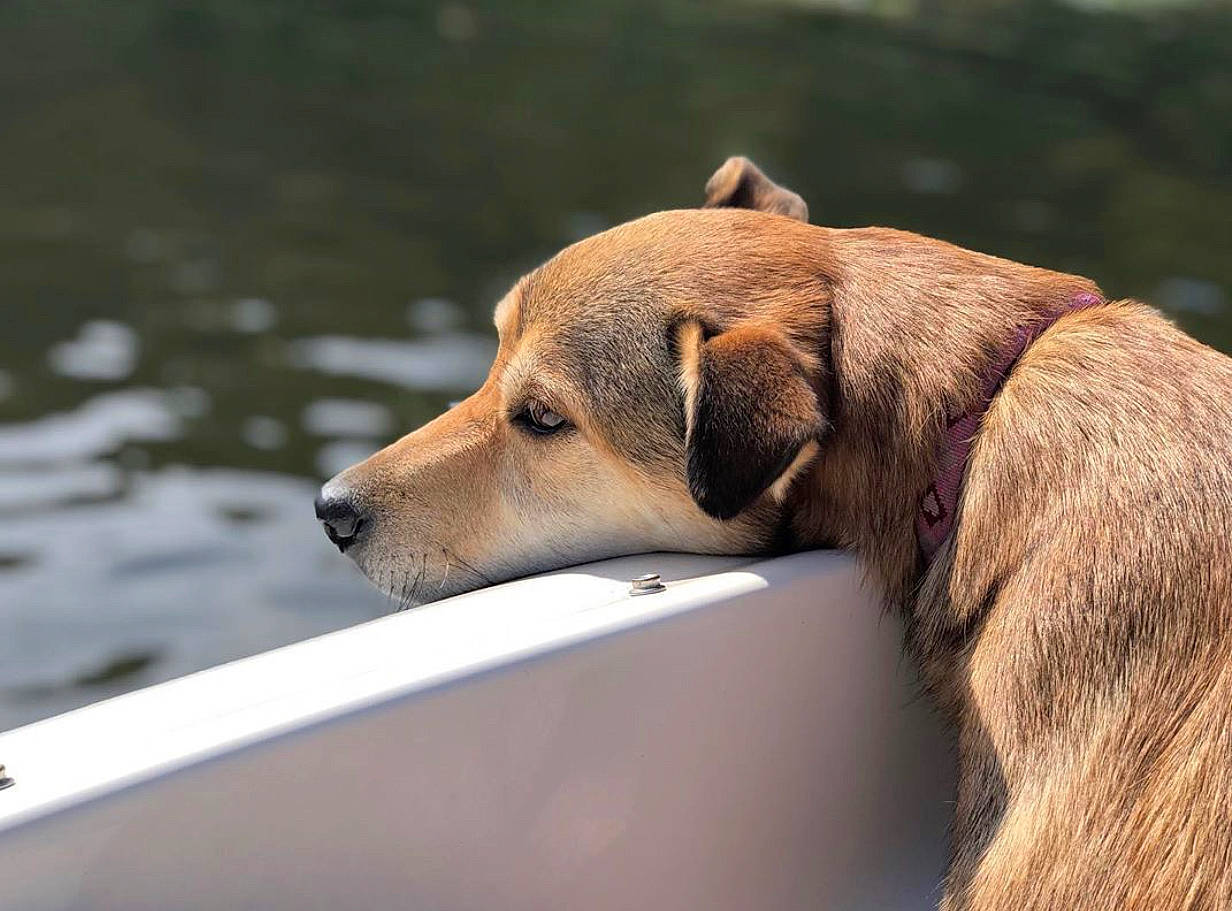 Daisy joined the competition — help win amazing prizes! canidae, carnivore, companion_dog, dog, dog_breed, fawn, mammal, potcake_dog, puppy, snout, street_dog, vertebrate, wildlife