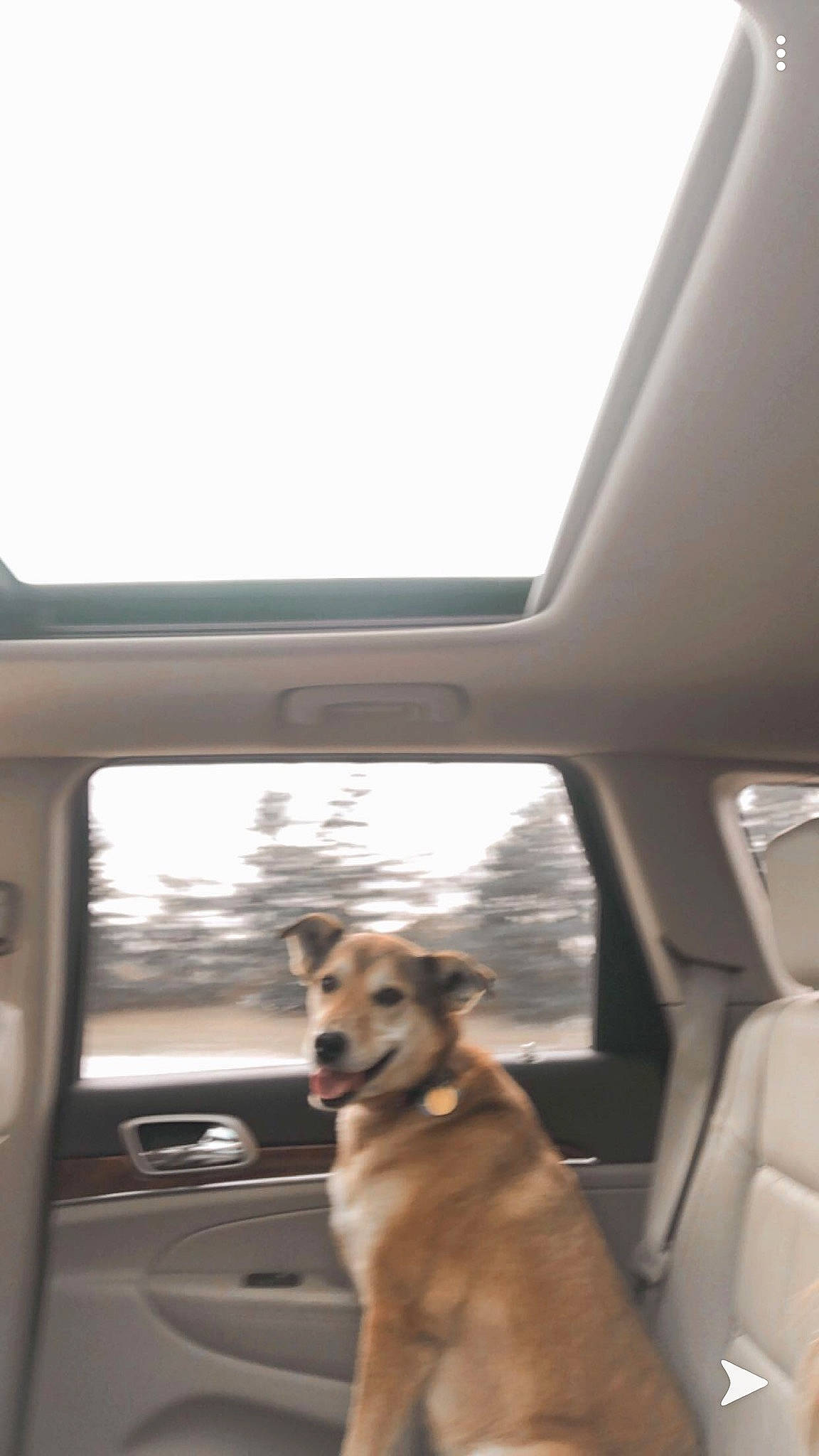 Daisy is registered to the contest to win money with this photo: auto_part, automotive_exterior, automotive_mirror, automotive_window_part, canidae, car, car_seat, carnivore, dog, dog_breed, family_car, golden_retriever, rear_view_mirror, retriever, sporting_group, transport, vehicle, vehicle_door, window, windshield