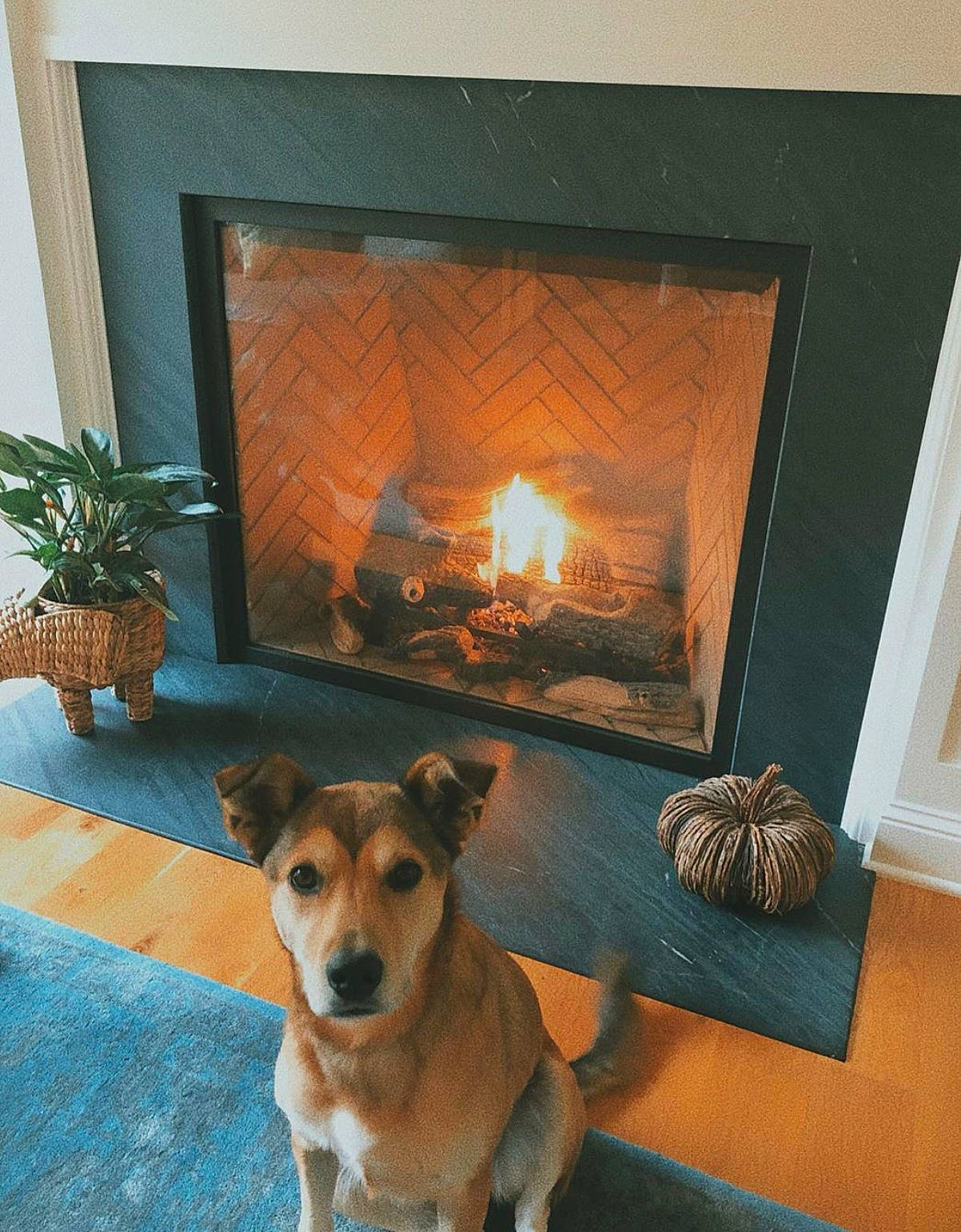 Daisy joined the competition — help win amazing prizes! canidae, carnivore, dog_breed, fawn, fireplace, floor, flooring, hardwood, hearth, heat, home, house, interior_design, room, stove, window, wood_burning_stove