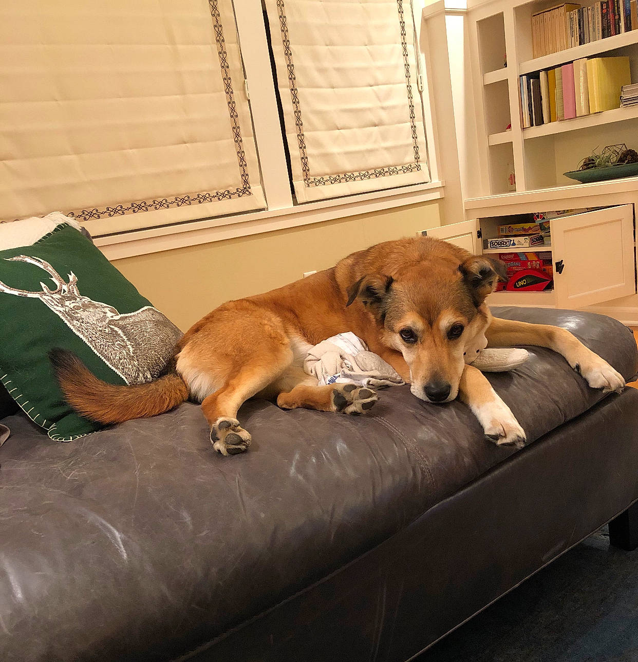 Daisy joined the competition — help win amazing prizes! bed, canidae, carnivore, comfort, companion_dog, couch, dog, dog_breed, fawn, furniture, mammal, pembroke_welsh_corgi, puppy