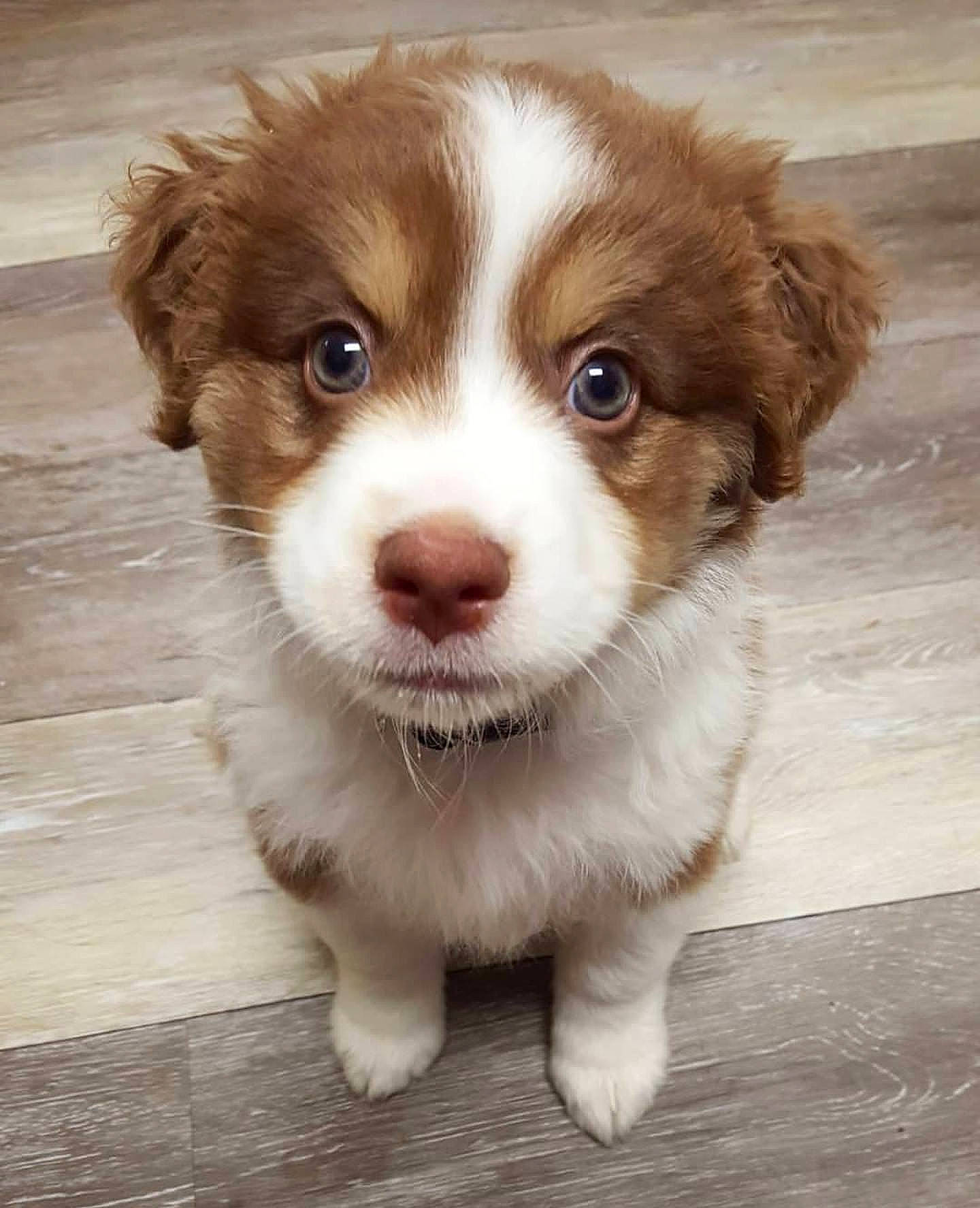 Mika is registered to the contest to win money with this photo: australian_shepherd, canidae, carnivore, companion_dog, dog, dog_breed, fawn, kooikerhondje, mammal, miniature_australian_shepherd, nose, puppy, rare_breed_dog, small_greek_domestic_dog, snout, spaniel, sporting_group, vertebrate