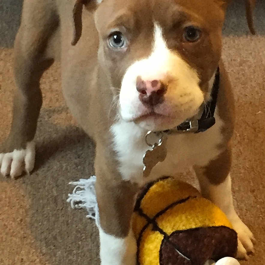 Jax is registered to the contest to win money with this photo: animal, basketball_toy, brown, carpet, collar, cute, dog, ears, face, floor, indoor, paw, pet, playful, plush, puppy, rope, toy, white, young