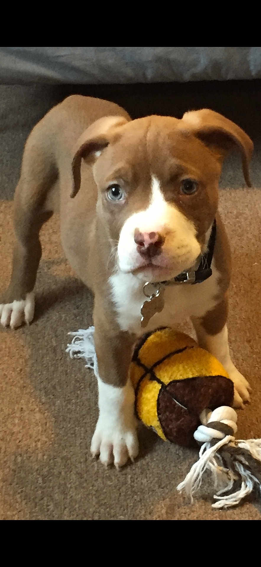 Jax is registered to the contest to win money with this photo: puppy, dog, brown, white, toy, plush, basketball_toy, rope, carpet, indoor, pet, collar, cute, animal, playful, young, paw, ears, face, floor