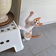 Voyce participe au concours pour gagner de l'argent avec cette photo : abyssinian, accessories, animal, art, canine, cat, diningtable, dog, furniture, hardwood, indoors, interiordesign, kitten, manx, pet, plywood, pottery, strap, table, wood