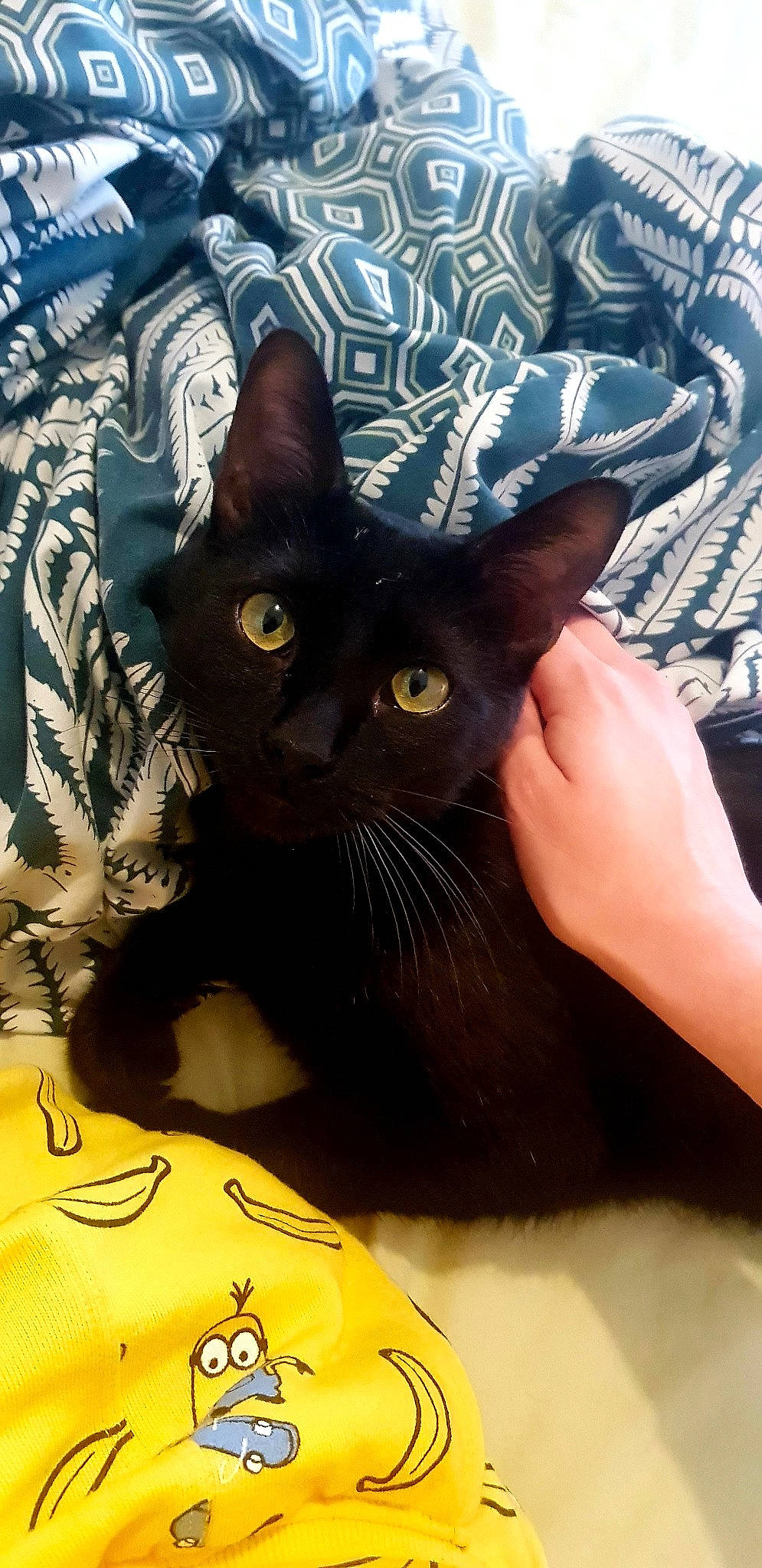 Onyx participe au concours pour gagner de l'argent avec cette photo : black_cat, bombay, carnivore, cat, domestic_short_haired_cat, felidae, fur, gesture, paw, small_to_medium_sized_cats, snout, tail, whiskers