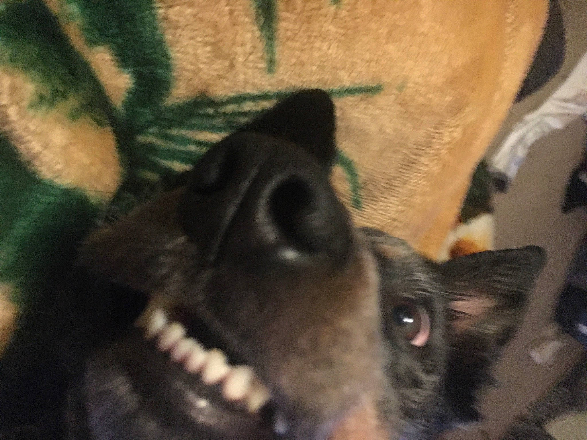 Silver Snow Bear joined the competition — help win amazing prizes! canidae, carnivore, close_up, companion_dog, dog, dog_breed, ear, fang, fawn, fur, jaw, non_sporting_group, pet_supply, snout, sporting_group, whiskers, working_animal, working_dog