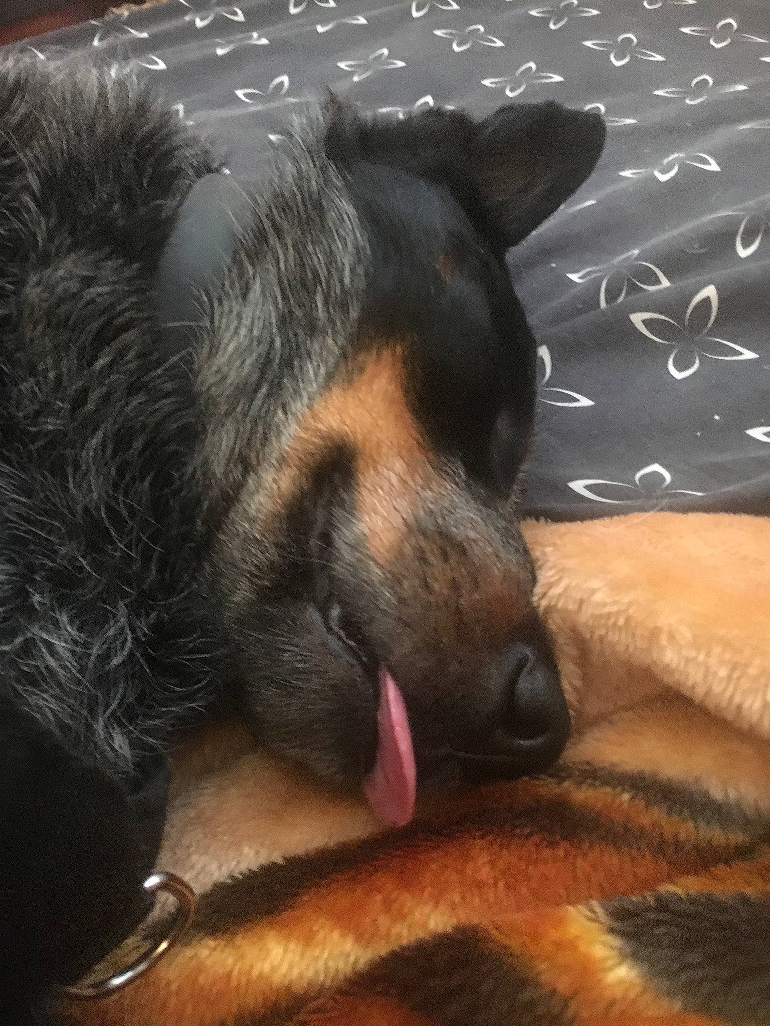 Silver Snow Bear joined the competition — help win amazing prizes! canidae, carnivore, claw, comfort, companion_dog, dog, dog_breed, fawn, fur, guard_dog, heat, nap, paw, sky, snout, sporting_group, terrestrial_animal, whiskers, wildlife, working_dog